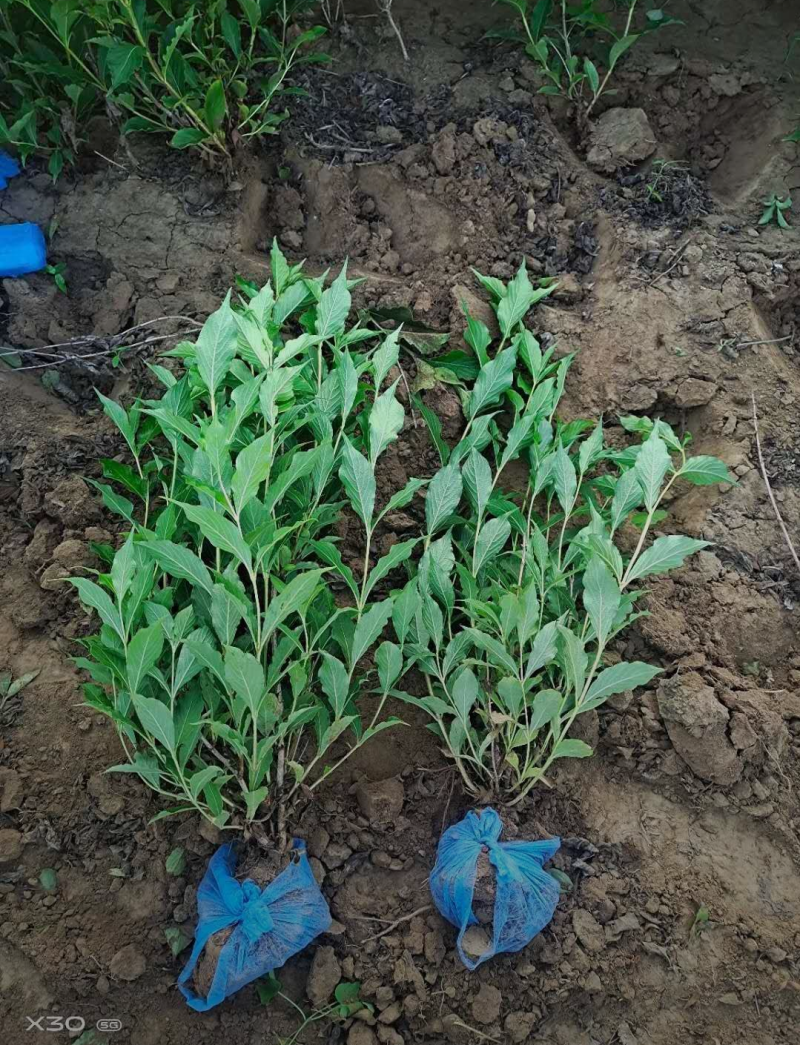 锦带60/80/90/100高度规格齐全成活率高自家苗圃
