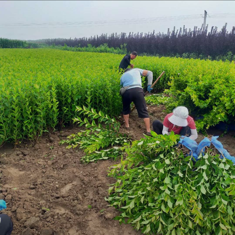 锦带60/80/90/100高度规格齐全成活率高自家苗圃
