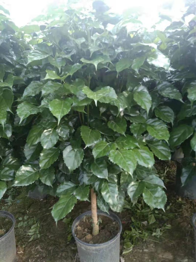 绿宝幸福树出售