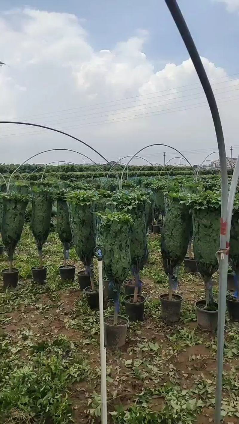 绿宝幸福树出售