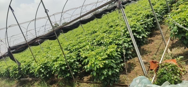 绿宝幸福树出售