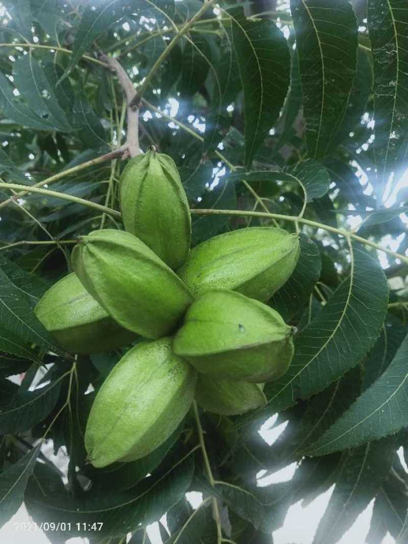 碧根果苗