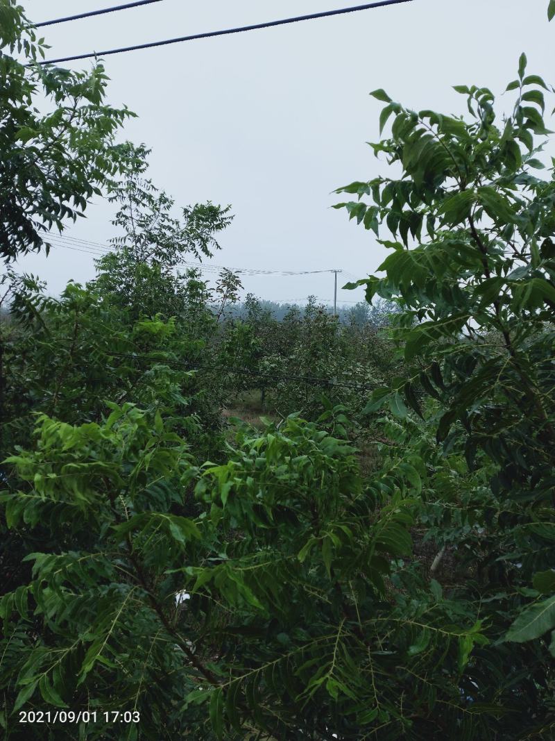 碧根果苗