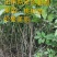 碧根果苗