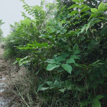 碧根果苗