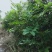 碧根果苗