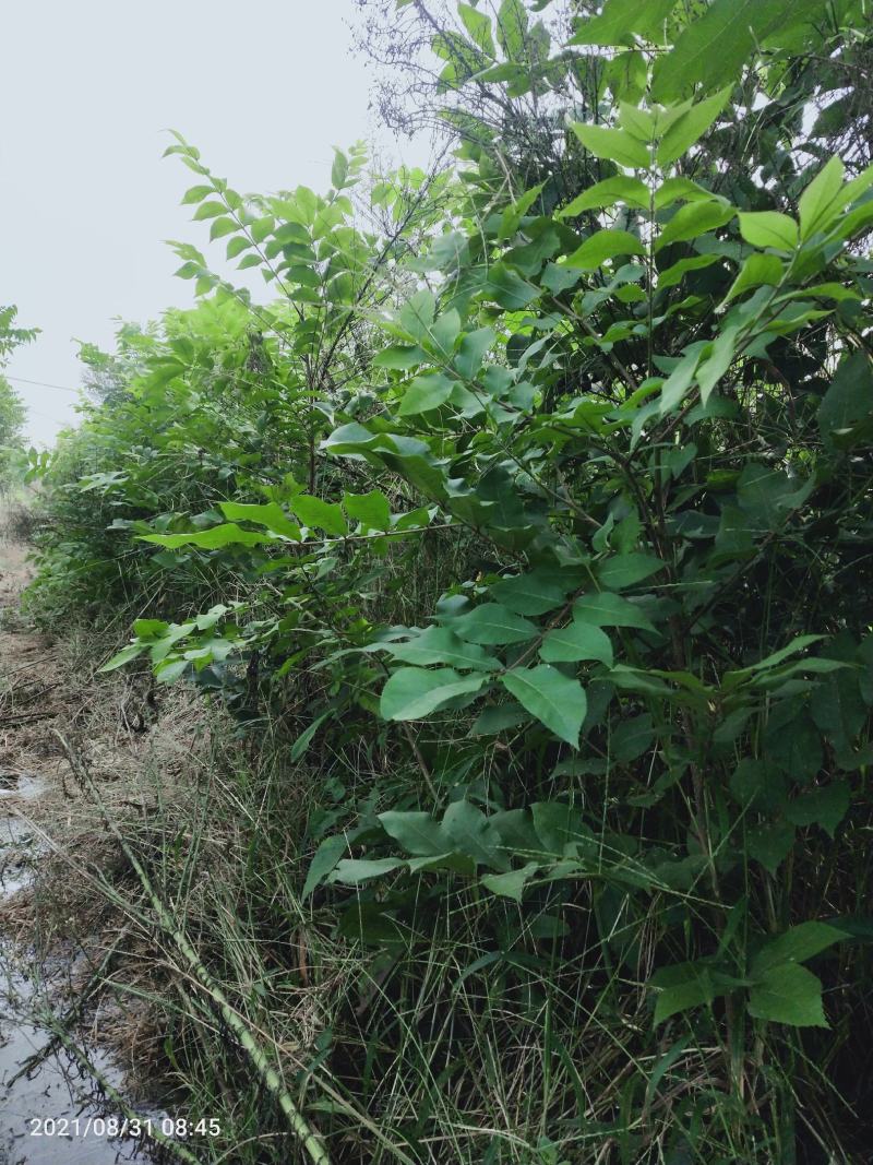 碧根果苗