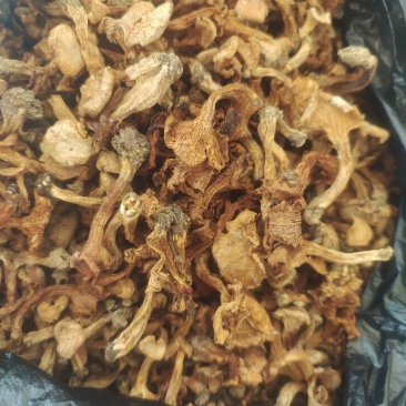 湖北黄丝菌，鸡油菌，筛过纯野生干品和鲜货