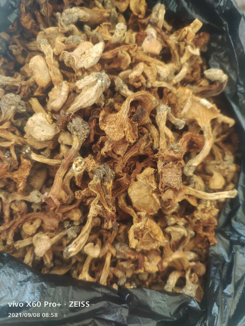 湖北黄丝菌，鸡油菌，筛过纯野生干品和鲜货