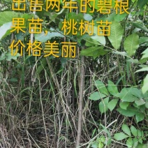 桃树苗