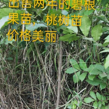 桃树苗