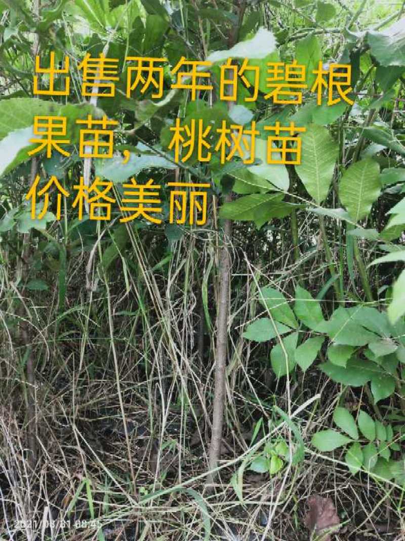 桃树苗