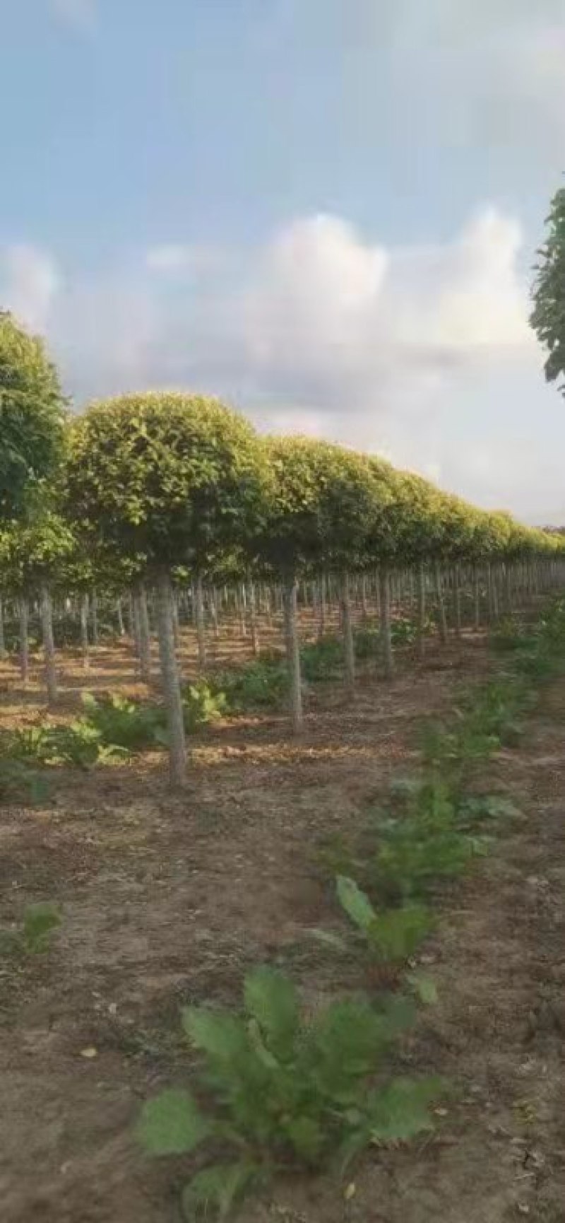 国槐绿化树河北苗木规格齐全量大从优！数量10万