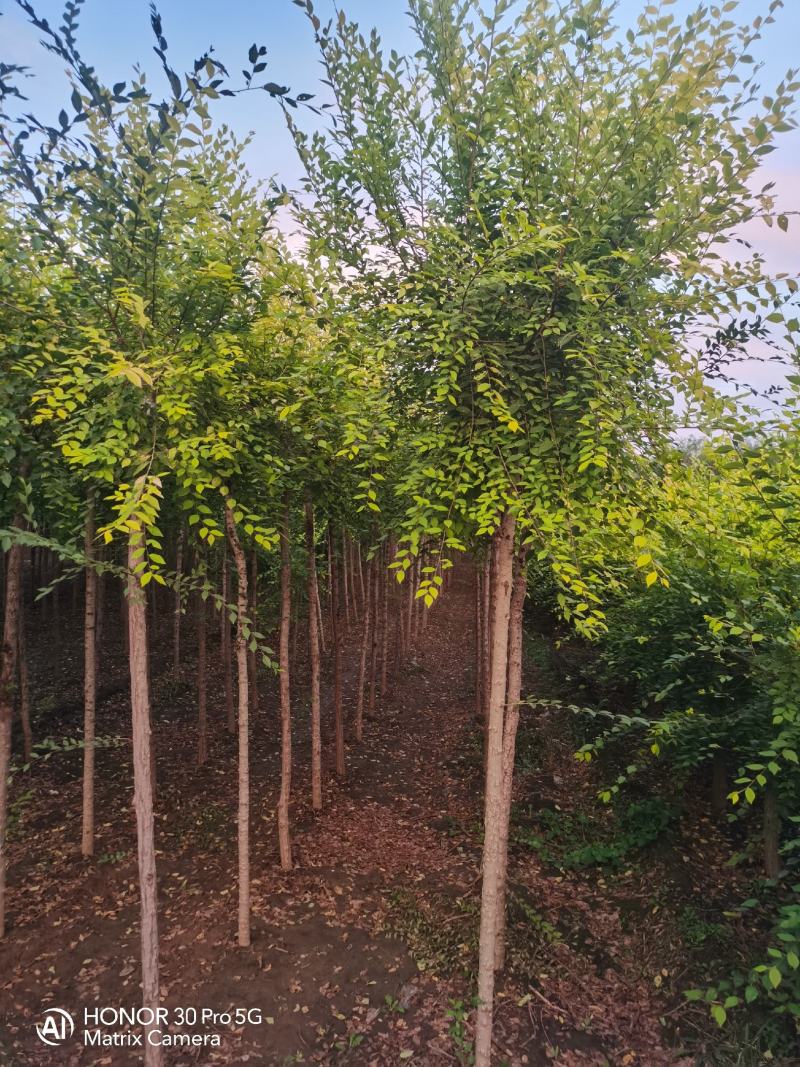 国槐绿化树河北苗木规格齐全量大从优！数量10万