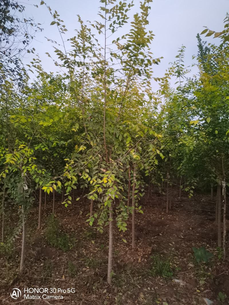国槐绿化树河北苗木规格齐全量大从优！数量10万