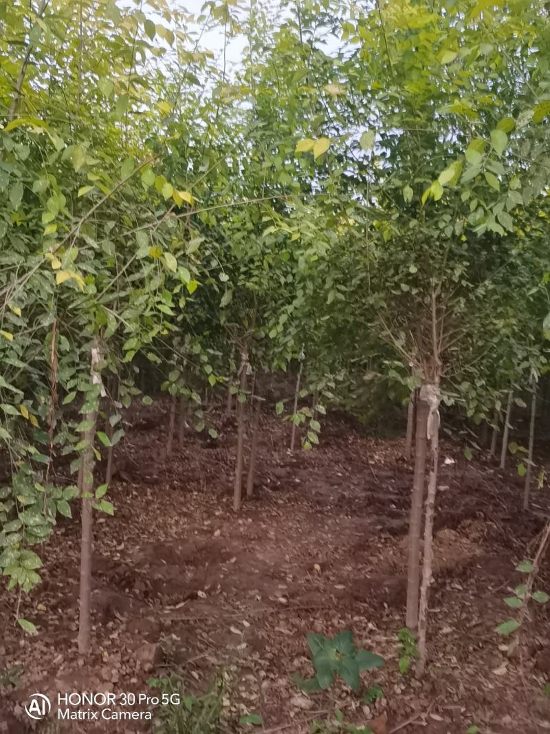 国槐绿化树河北苗木规格齐全量大从优！数量10万