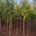 国槐绿化树河北苗木规格齐全量大从优!数量10万