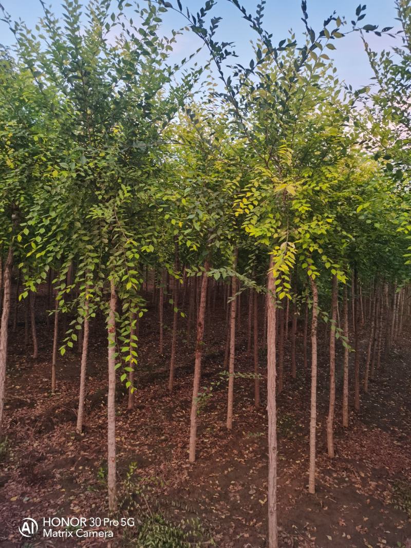 国槐绿化树河北苗木规格齐全量大从优！数量10万