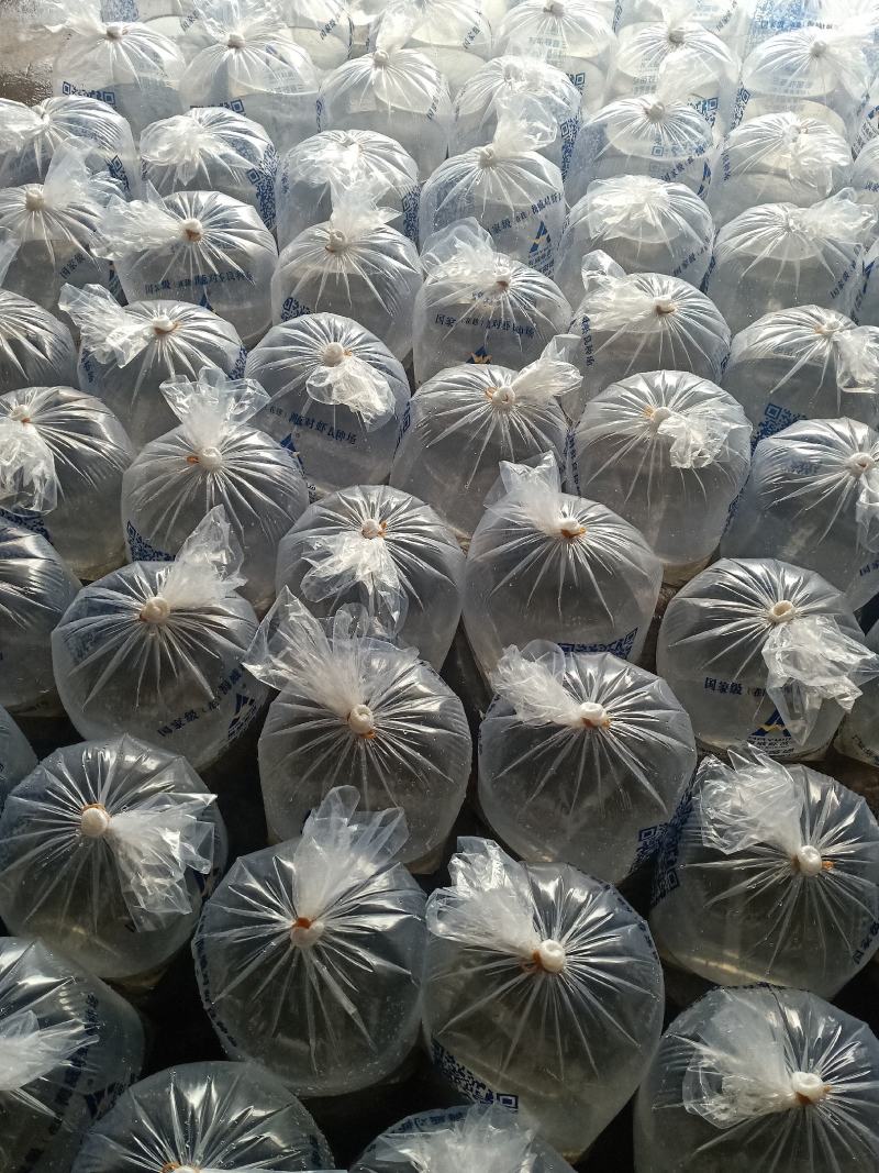 罗氏虾虾苗罗氏沼虾虾苗长臂虾淡水虾苗
