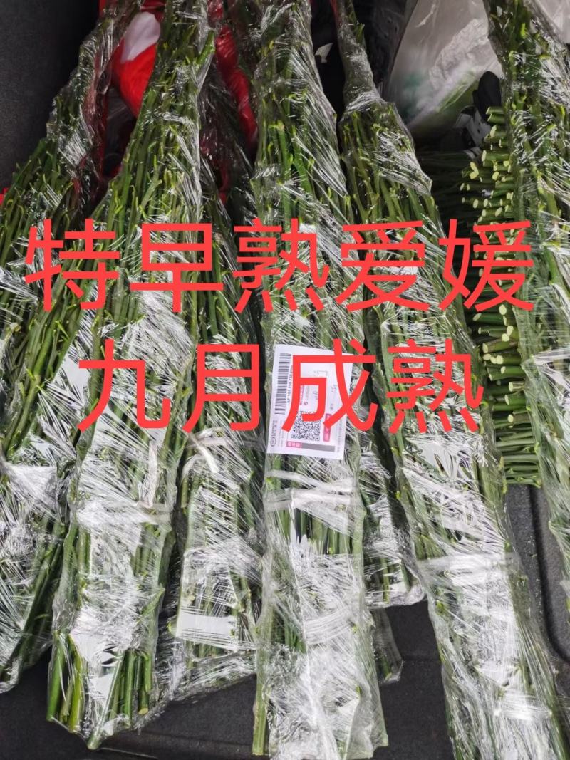 早甜甜爱媛枝条，8月底上色，果子9月上市。欢迎实地参观。