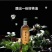 和平本地高山茶油