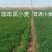 黑麦种子咖啡色特高筋养生类型，纯度高，