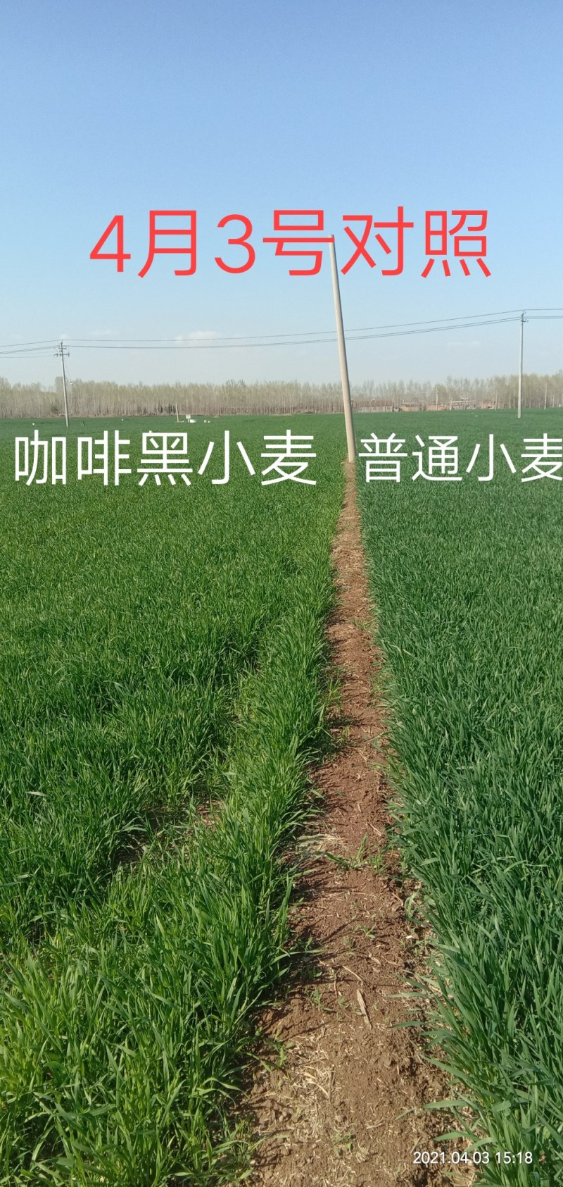 黑麦种子咖啡色特高筋养生类型，纯度高，