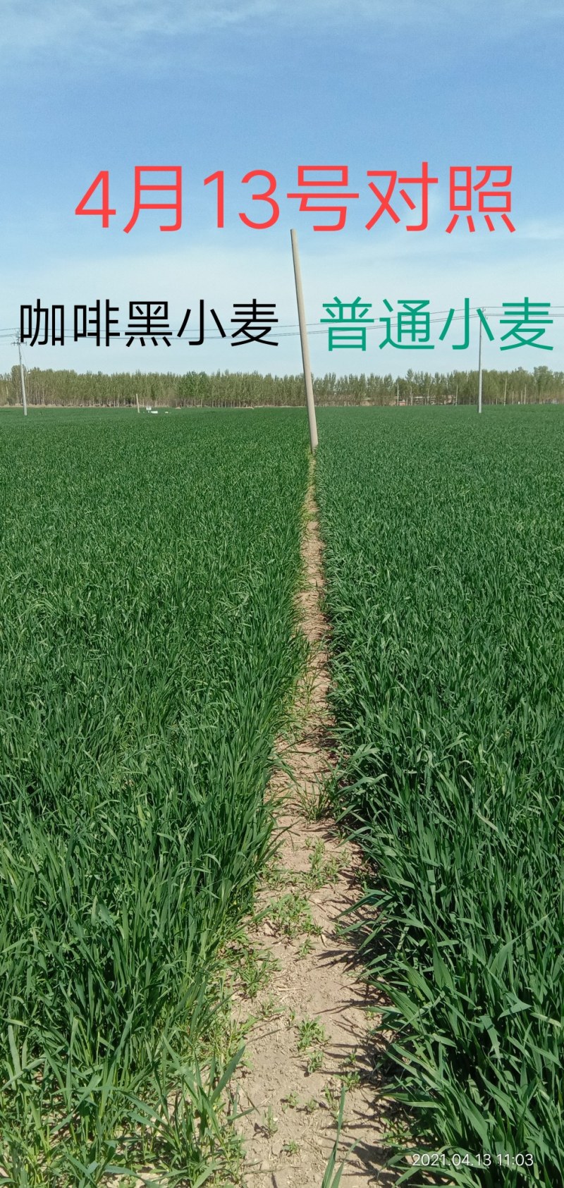 黑麦种子咖啡色特高筋养生类型，纯度高，