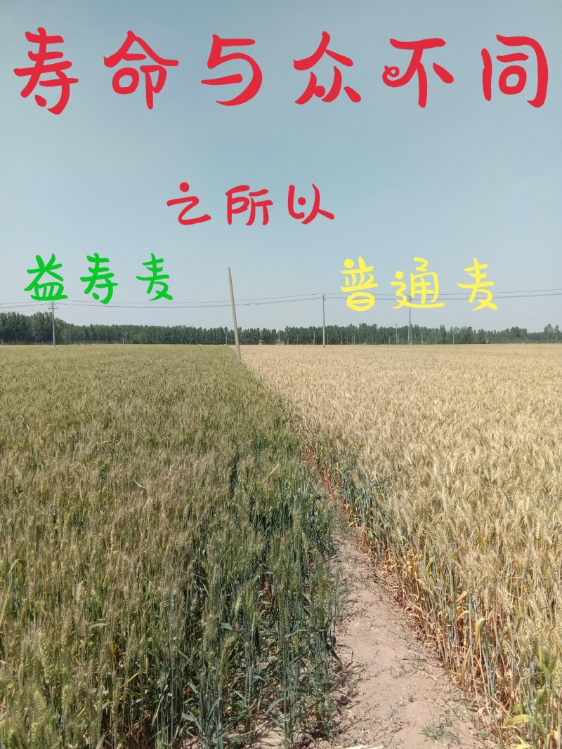 黑麦种子咖啡色特高筋养生类型，纯度高，