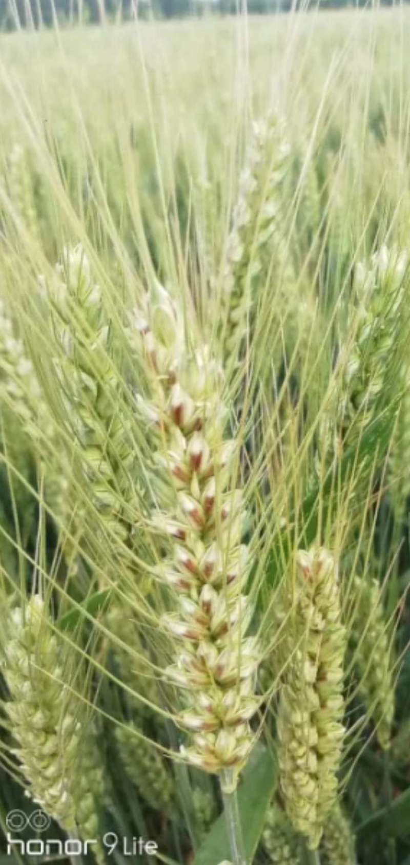 黑麦种子咖啡色特高筋养生类型，纯度高，