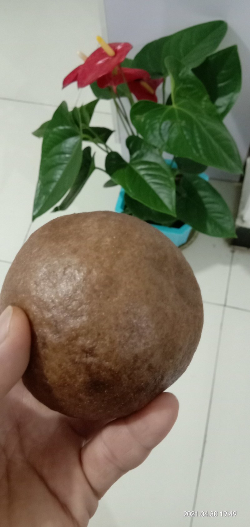 黑麦种子咖啡色特高筋养生类型，纯度高，