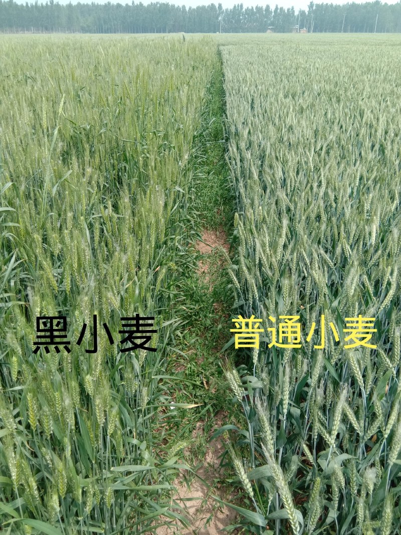 黑麦种子咖啡色特高筋养生类型，纯度高，