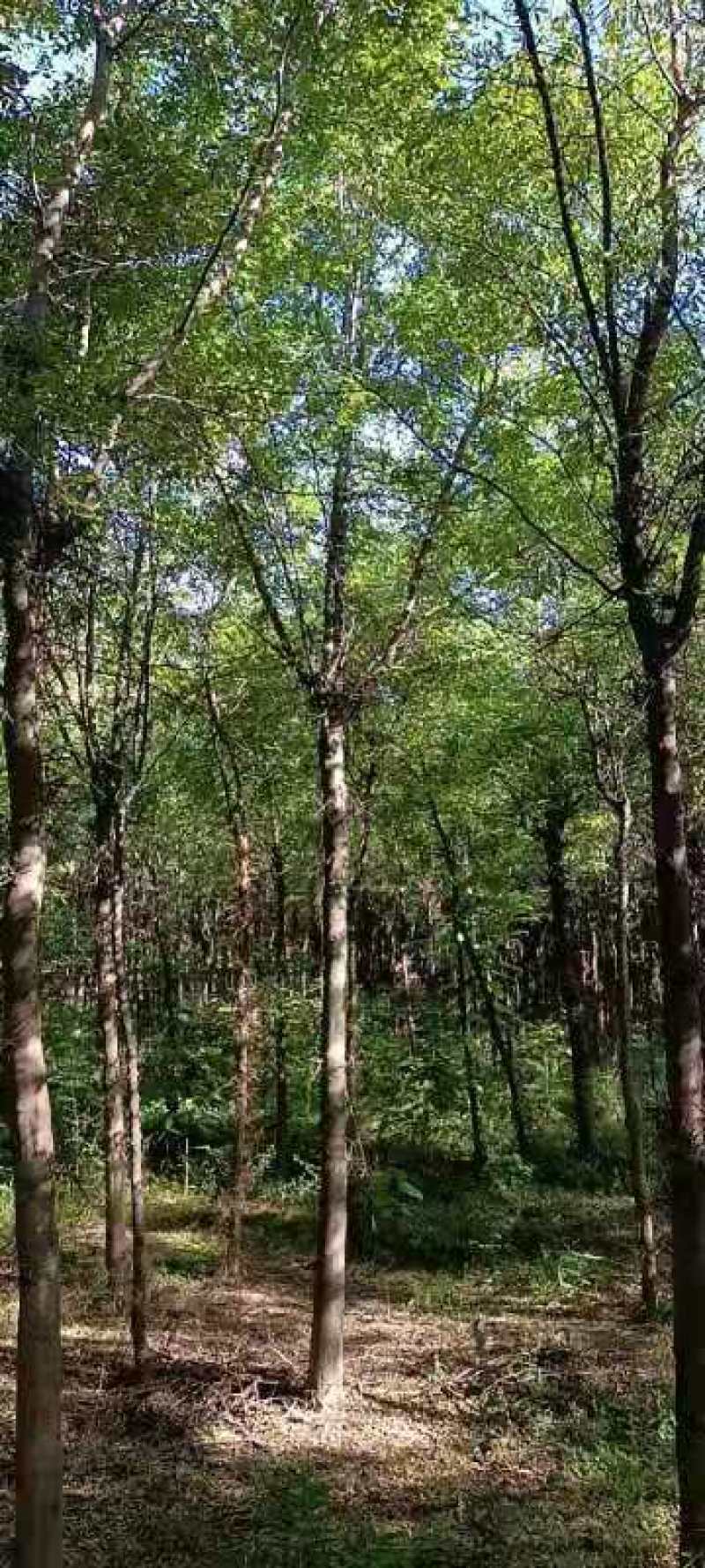 皂角树大刺皂角树多功能树种坐标陕西