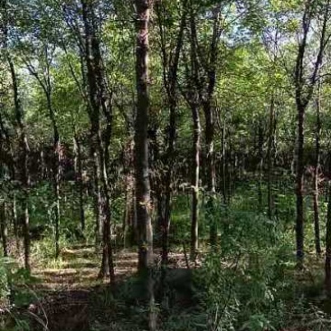 皂角树大刺皂角树多功能树种坐标陕西