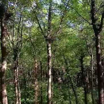 陕西大刺皂角树米径6~8cm4~6cm2.5~3米