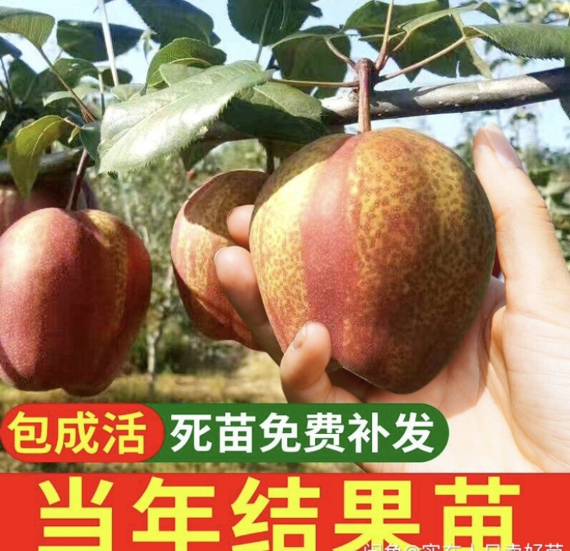 热销品种梨树苗，基地直销，保证品种，诚信第一