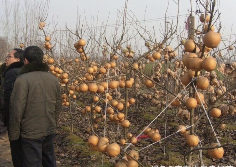 热销品种梨树苗，基地直销，保证品种，诚信第一