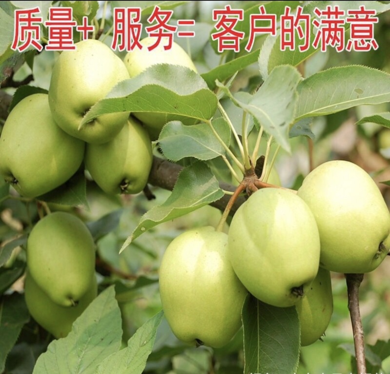 热销品种梨树苗，基地直销，保证品种，诚信第一