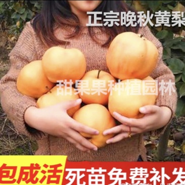 热销品种梨树苗，基地直销，保证品种，诚信第一