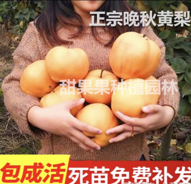 热销品种梨树苗，基地直销，保证品种，诚信第一