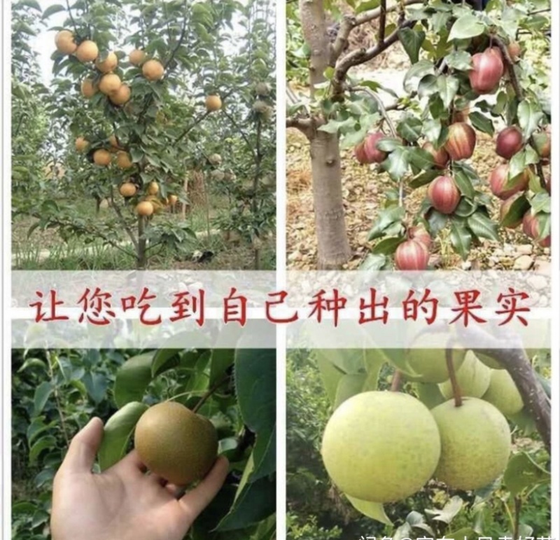 热销品种梨树苗，基地直销，保证品种，诚信第一