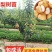 热销品种梨树苗，基地直销，保证品种，诚信第一