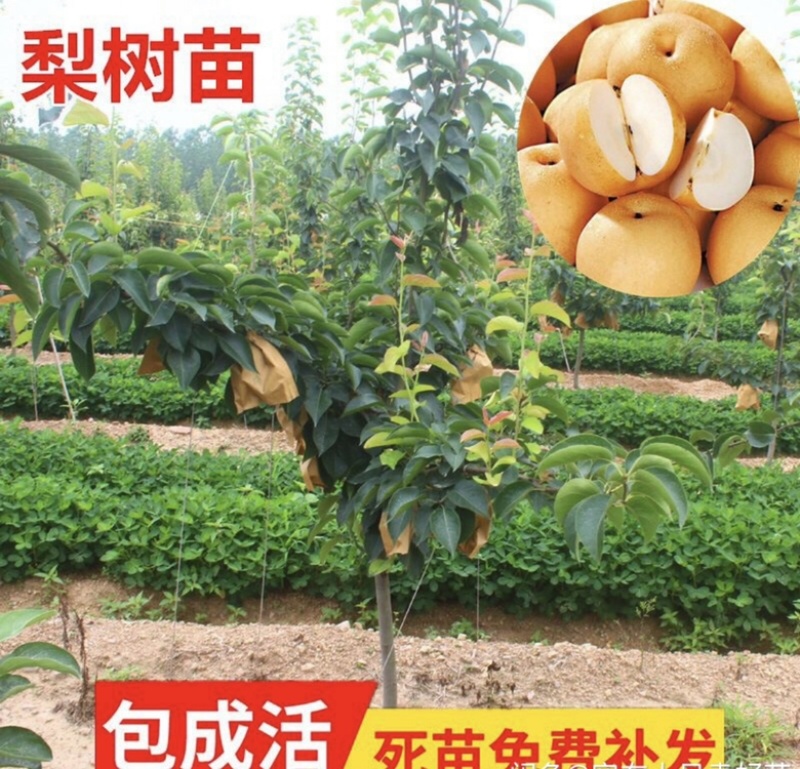 热销品种梨树苗，基地直销，保证品种，诚信第一