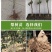 热销品种梨树苗，基地直销，保证品种，诚信第一