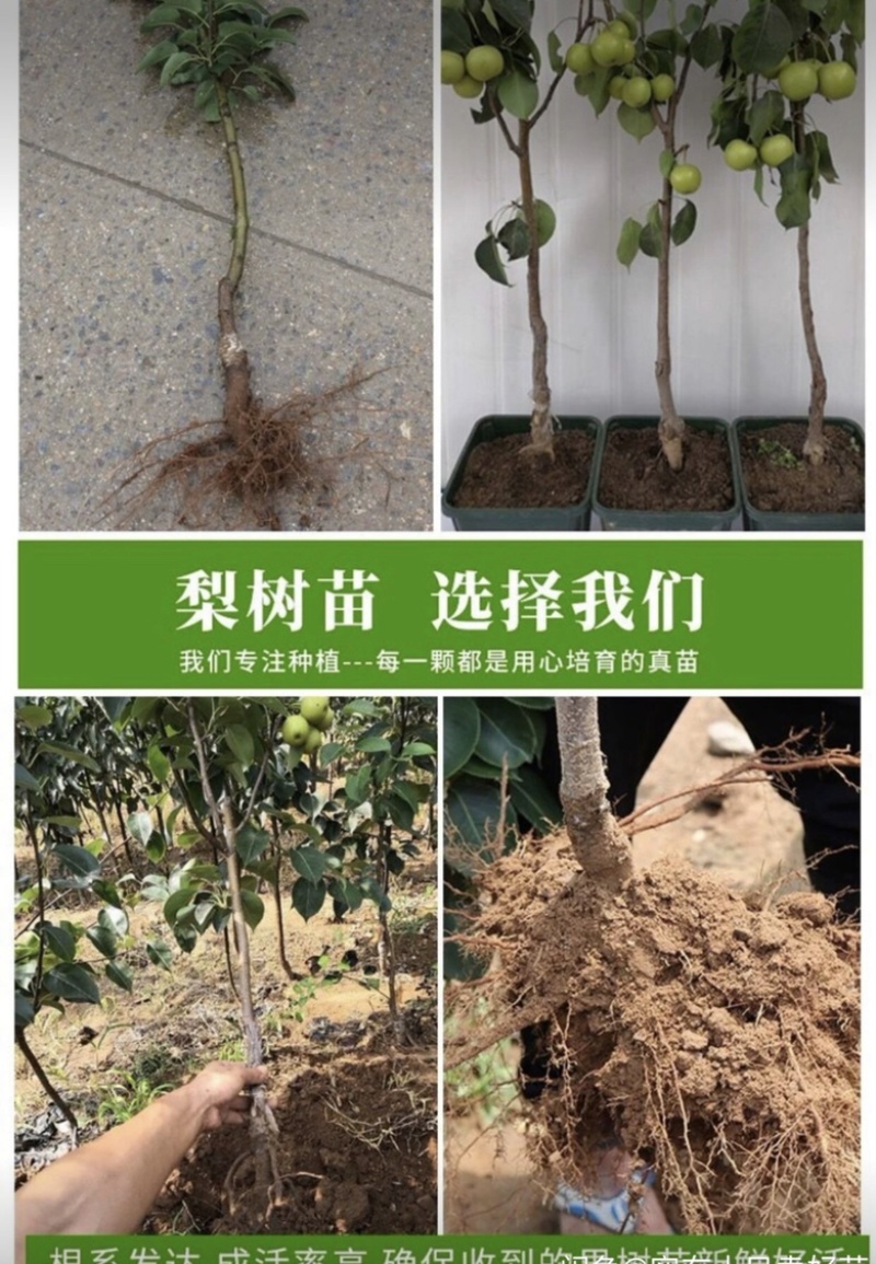 热销品种梨树苗，基地直销，保证品种，诚信第一