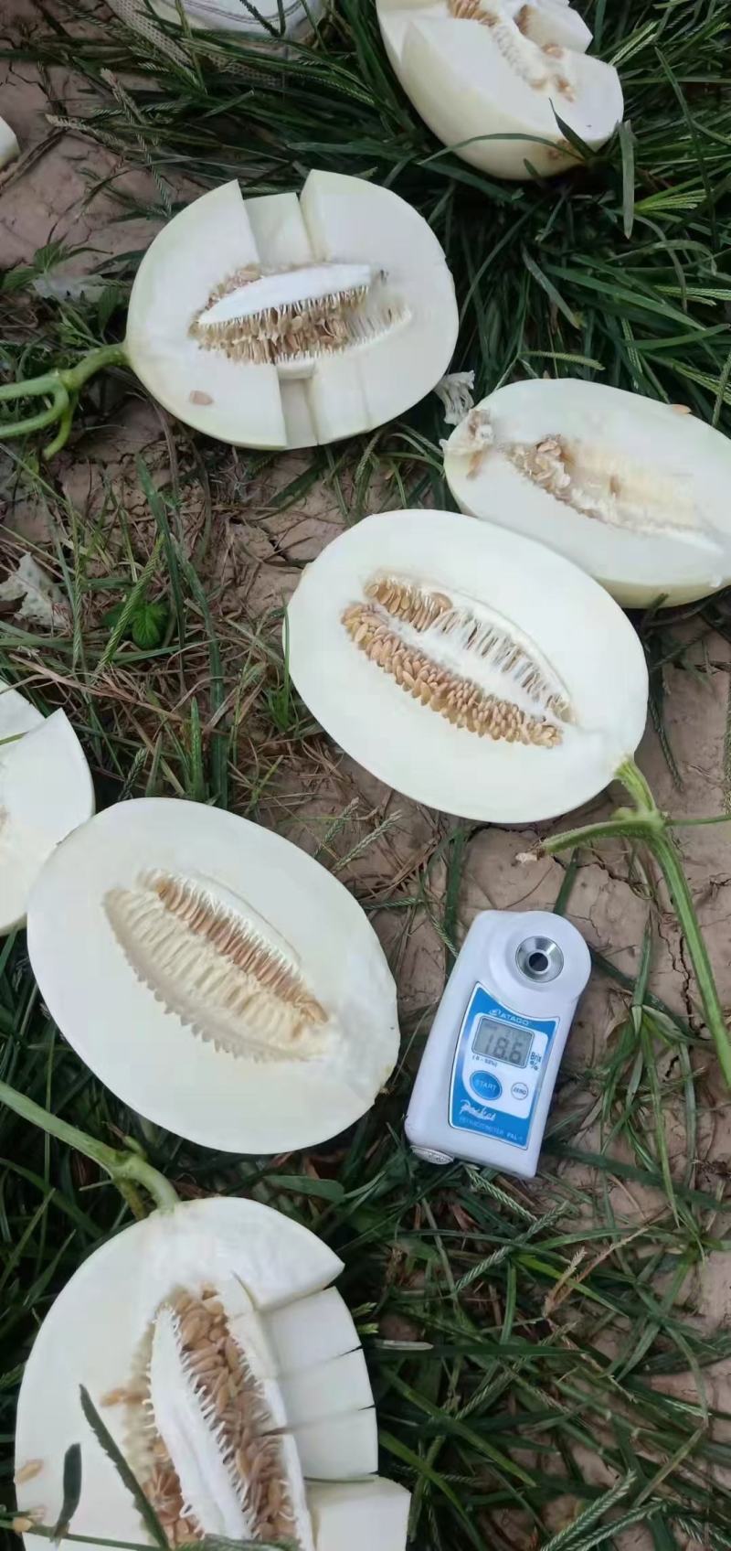 博洋九，白金蜜大量有货，博洋九四，博洋六一。