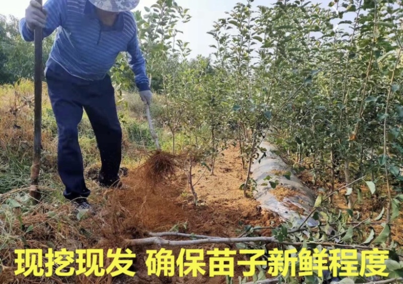 热销苹果树苗，成品苹果树苗，保证质量，保证品种。