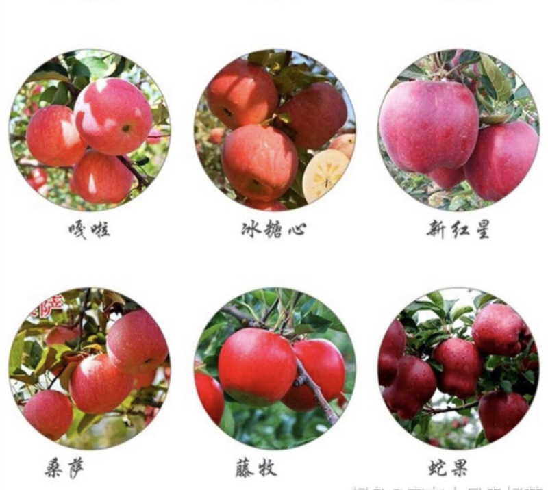 热销苹果树苗，成品苹果树苗，保证质量，保证品种。
