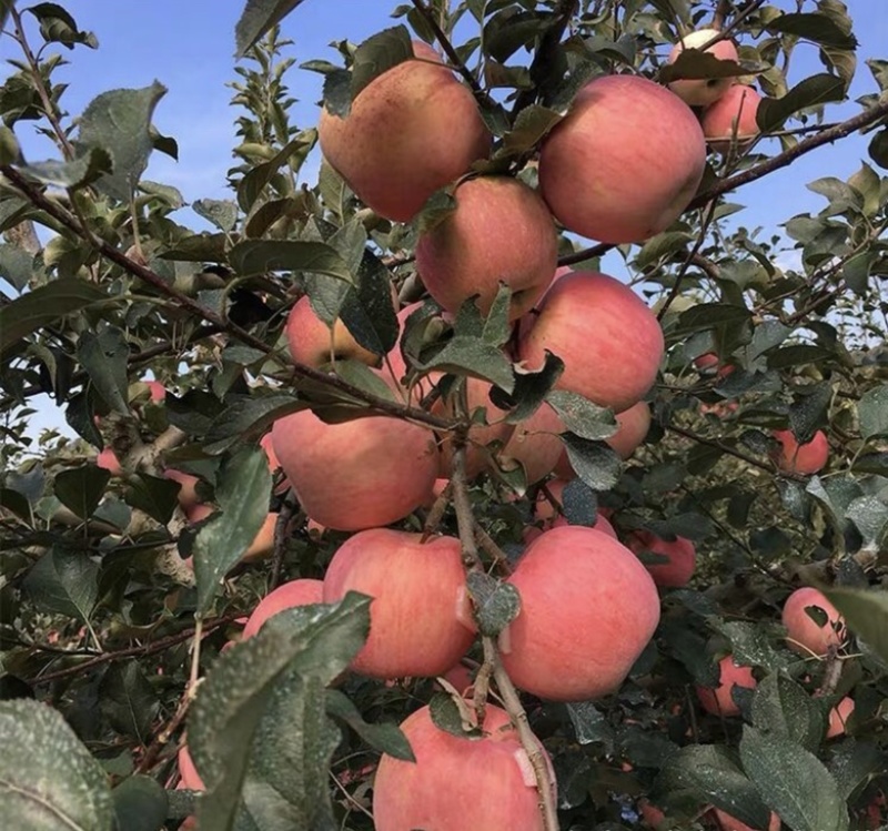 热销苹果树苗，成品苹果树苗，保证质量，保证品种。