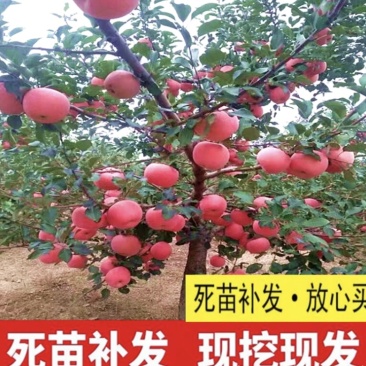 热销苹果树苗，成品苹果树苗，保证质量，保证品种。